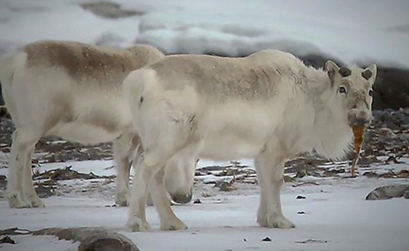 Yes, that reindeer is eating seaweed. But more than visible proof, researchers have studied stable isotopes in reindeer poop, which confirms that reindeer do eat seaweed. Credit Photo: Brage B. Hansen/NTNU