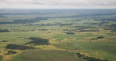 Llanos de Moxos, Amazonia, Bolivia. Photo Credit: Sam Beebe, Wikipedia Commons.