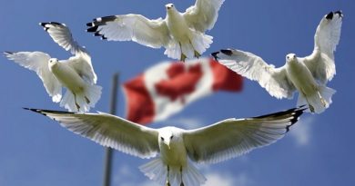 canada flag seagulls birds