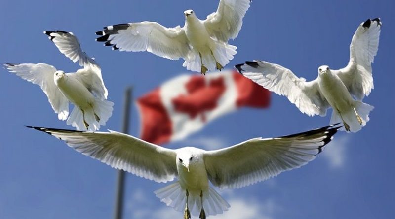 canada flag seagulls birds