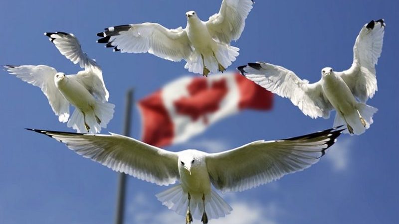 canada flag seagulls birds