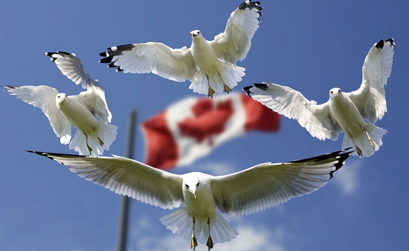 canada flag seagulls birds