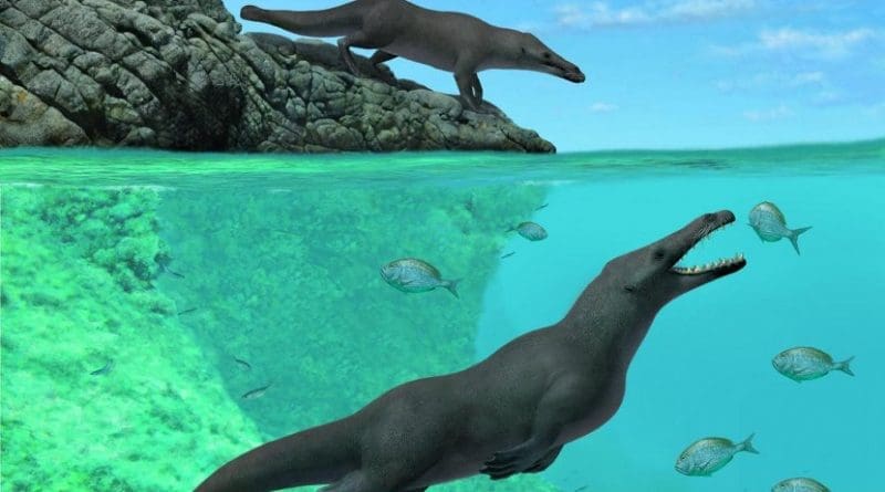 This illustration shows an artistic reconstruction of two individuals of Peregocetus, one standing along the rocky shore of nowadays Peru and the other preying upon sparid fish. The presence of a tail fluke remains hypothetical. Credit A. Gennari