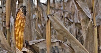 dry corn drought