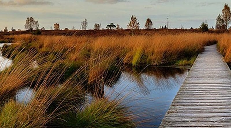 wetland swamp marsh