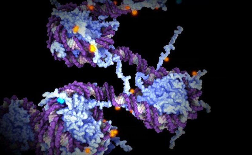 Still from X Inactivation animation: https://www.wehi.edu.au/wehi-tv/x-inactivation-and-epigenetics Credit Walter and Eliza Hall Institute
