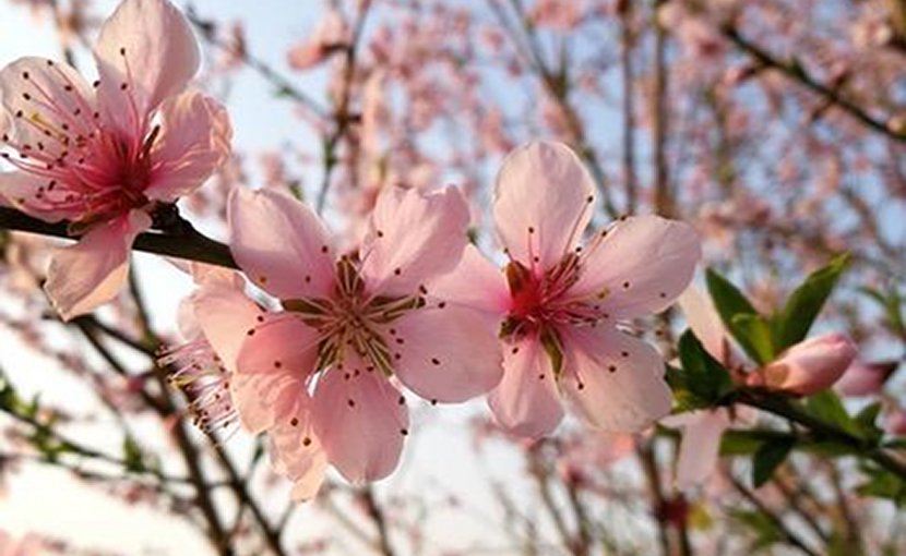 Peach flowers (Prunus persica (L.) Batsch) from a tree studied in the paper referred to as DHQ1. Credit Laurence D. Hurst