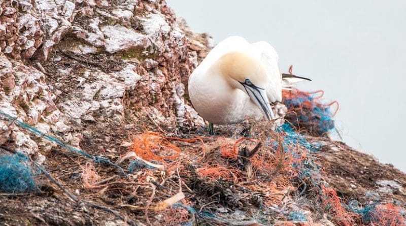marine plastic bird