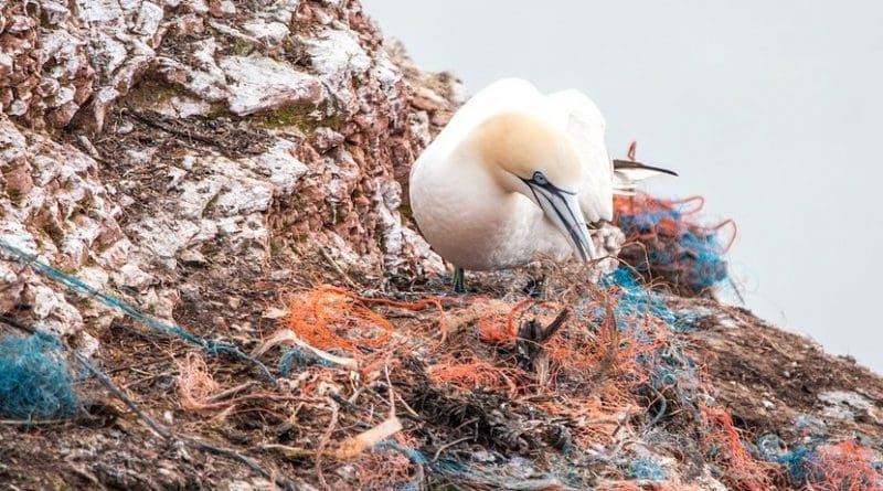 marine plastic bird