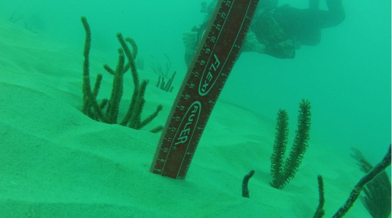 Seawhips near the Port of Miami dredging site in 7 centimeters of sediment. Credit Miami Waterkeeper