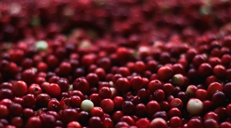 cranberries cranberry
