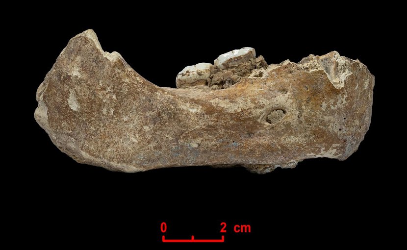 The Xiahe mandible, only represented by its right half, was found in 1980 in Baishiya Karst Cave. Credit © Dongju Zhang, Lanzhou University