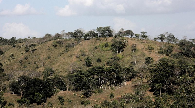 Cattle pastures with isolated trees and living fences in central Panama. Once abandoned, these pastures are where tropical forests begin to regenerate and are initially dominated by fast-growing pioneer species (in the wet tropics). Credit Dylan Craven