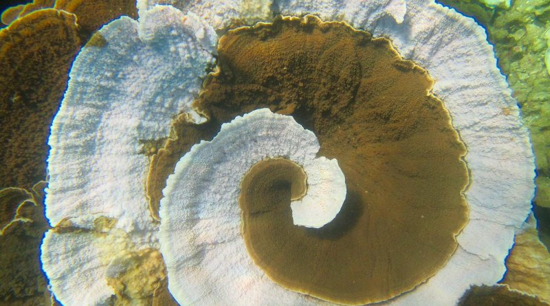 Researchers studied skeletal stress bands on corals to reconstruct the history of bleaching on eight reefs in the central equatorial Pacific and use this information to better understand the thermal thresholds of their coral communities. Credit WCS