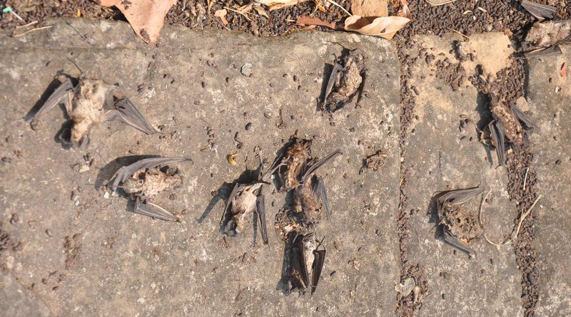 A mass mortality event involving two bat species, the wrinkle-lipped free-tailed bat (Chaerephon plicatus) and Theobold's bat (Taphozous theobaldi) occurred during a heat wave in April 2016 in Cambodia. Credit Mathieu Pruvot