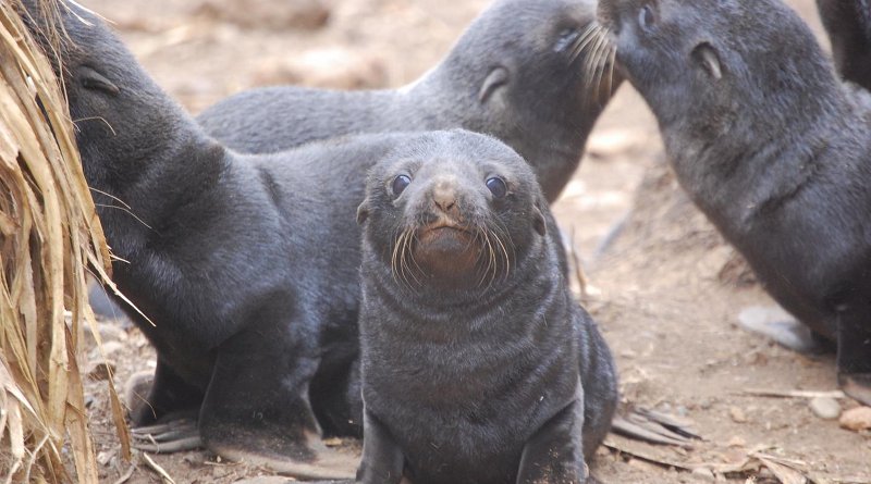 On Chile's Guafo Island, all South American fur seal pups show some degree of hookworm infection. Credit Dr. Mauricio Seguel, University of Georgia