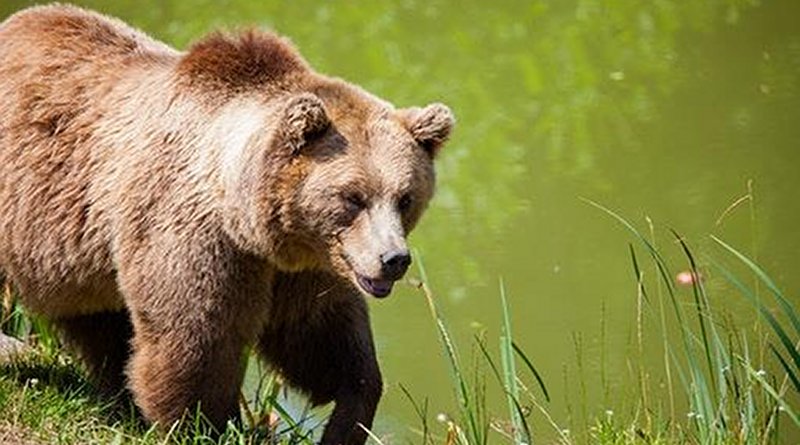 Brown bear in the Pyrenees. Photo Credit: Moncloa, Spanish government