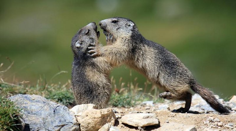 Playing marmots. Credit Carole and Denis Favre-Bonvin