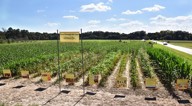 A demonstration plot at an annual corn maze event showing the history of the domestication of corn (Zea mays L.) from its wild ancestor through selection, hybridization, and genetic modification. The demonstration plot is also used to educate the public about agricultural crops in general and their importance to human nutrition. Credit Krishnan et al.