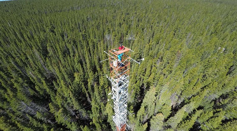 The spectrometer system mounted atop a tower in a subalpine conifer forest at Niwot Ridge, Colorado, collected data between June 2017 and June 2018. The scientists compared the solar-induced fluorescence (SIF) measured by the system to the physiological changes inside the conifer needles to better understand why we see SIF seasonal cycles. Credit Troy Magney