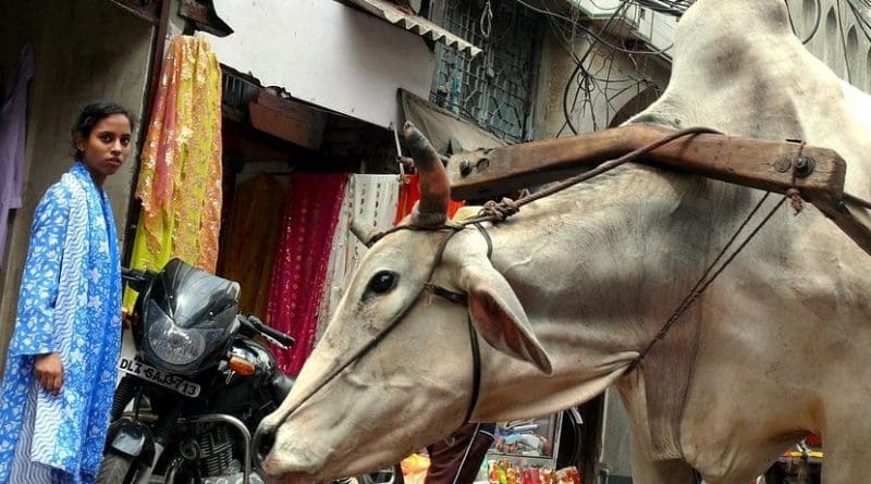 cow market india new delhi
