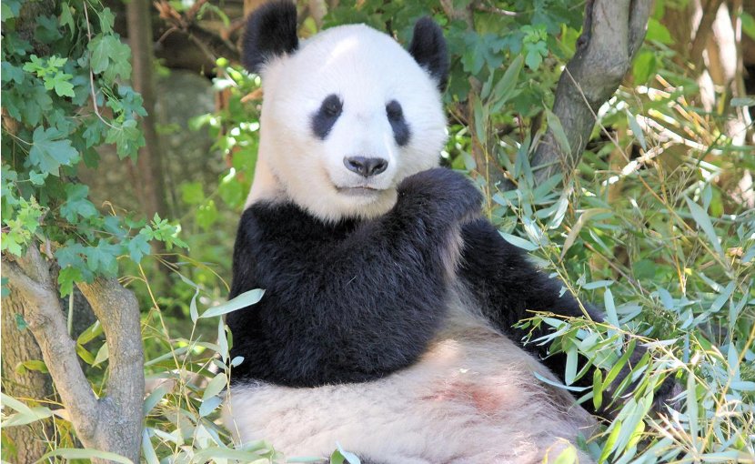Pandas have a strange mix of have herbivore and carnivore traits. Credit Pixabay veverkolog