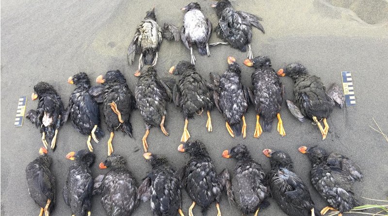 Nineteen tufted puffins found on North Beach, St. Paul, Pribilof Islands, Alaska, on Oct. 19, 2016. Credit Aleut Community of St Paul Island Ecosystem Conservation Office
