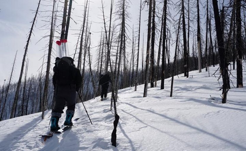 Kelly Gleason, assistant professor of environmental science and management at Portland State University, and crew head out in a recently burned forest to collect snow samples. Credit Christina Aragon | Portland State University