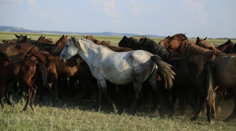 This image shows a herd of Kazakh horses in the Pavlodar region of Kazakhstan in August 2016. Credit Ludovic Orlando