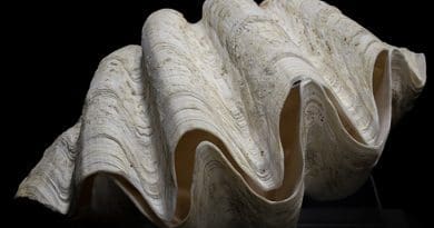 A giant Tridachna clam
