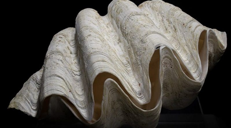 A giant Tridachna clam