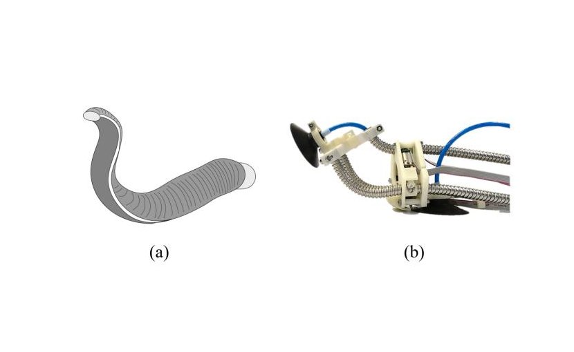 Schematic of proposed climbing robot. (a) Real leech. (b) LEeCH (Longitudinally Extensible Continuum-robot inspired by Hirudinea). Credit COPYRIGHT (C) TOYOHASHI UNIVERSITY OF TECHNOLOGY. ALL RIGHTS RESERVED.