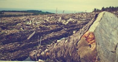 deforestation forest logging