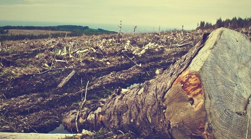 deforestation forest logging