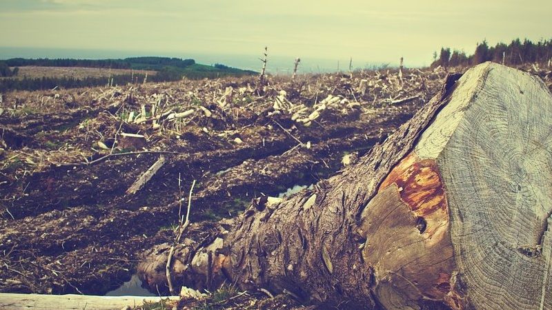 deforestation forest logging