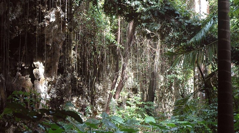 Jungle in Barbados