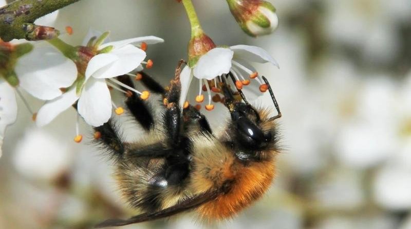 Honeybee mite raises bumblebee virus risk. Credit Sophie Hedges