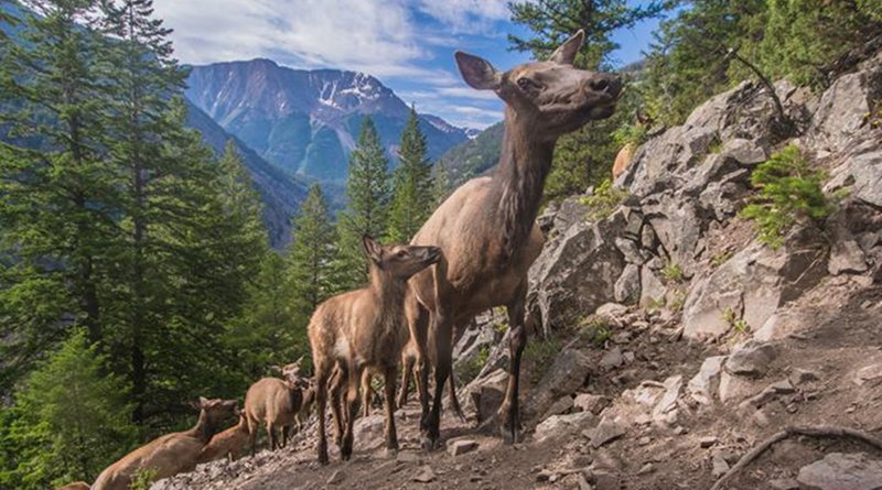 Yellowstone's migrating elk use climate cues, like melting snow and greening grasses, to decide when to make the trek from their winter ranges in prairies and valleys to their summer ranges in high mountain plateaus, shows a new UC Berkeley-led study. Credit Joe Riis