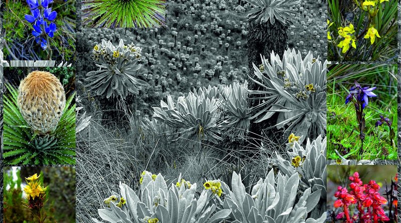 The páramo vegetation is commonly characterized by tussock grasses, low-standing shrubs, and the giant rosettes of the Espeletia (Center), one of the most conspicuous plant endemics of the Andean high elevations. At the end of rainy season many different plants flower and add a welcome coloring to the mostly grassy scenery, such as Lupinus (purple top left) and Hypericum (yellow bottom left), and a wide range of orchids (yellow top left). Credit Suzette Flantua