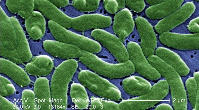 False-color SEM image of "Vibrio vulnificus". Photo Credit: CDC/James Gathany, Wikipedia Commons.