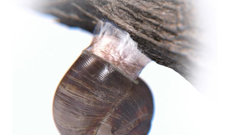Snails can anchor themselves in place using a structure known as an epiphragm. The snail's slimy secretion works its way into the pores found on even seemingly smooth surfaces, then hardens, providing strong adhesion that can be reversed when the slime softens. Penn Engineers have developed a new material that works in a similar way. Credit Younghee Lee