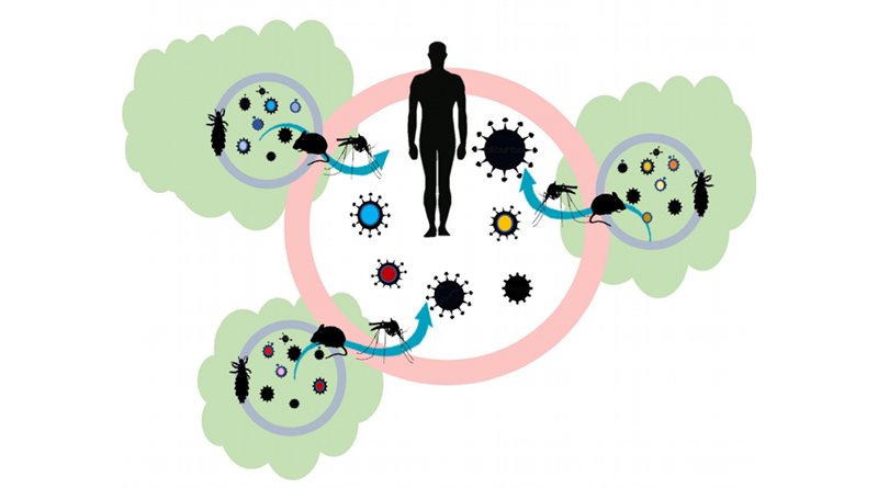 Auburn researchers have published a new hypothesis, the coevolution effect, that could provide the foundation for new scientific studies looking into the association of habitat loss and the global emergence of infectious diseases. The image shows: Within forest fragments (green shapes), parasites and hosts coevolve, shifting genetic diversity of disease-causing microbes (viral particles in each fragment). Therefore, across a fragmented landscape, an increase in pathogen diversity (viral particles of different colors in the center) is observed. When combined with vectors like ticks and mosquitoes that can move these viral particles out of forest fragments, the probability that one may lead to an emerging infectious disease in human populations increases. Credit Sarah Zohdy, Jamie Oaks and Tonia Schwartz