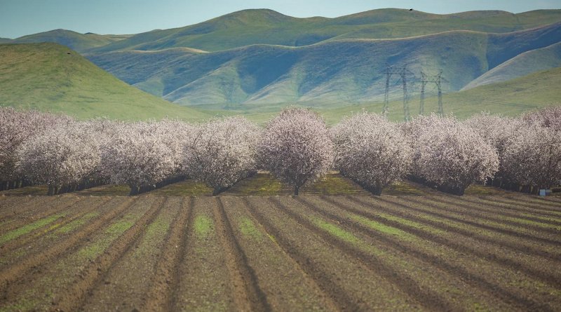 During a prolonged drought, annual crop fields can be left fallow without causing lasting economic damage, but almond groves, such as these in California's Central Valley, require consistent irrigation to stay alive. UCI researchers paid special attention to such flexible and inflexible water uses in a new study published in Nature Sustainability. Credit Steven Davis / UCI