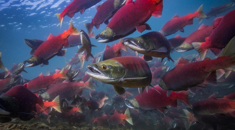 Adult sockeye salmon returning to spawn in the lakes of Bristol Bay, Alaska. Credit Jason Ching/University of Washington