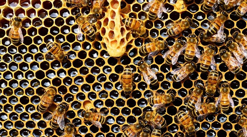 honeycomb honey bees colony