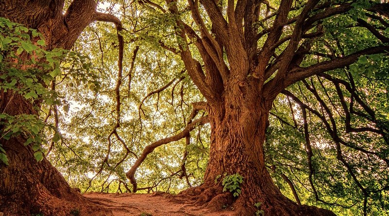 forest old growth