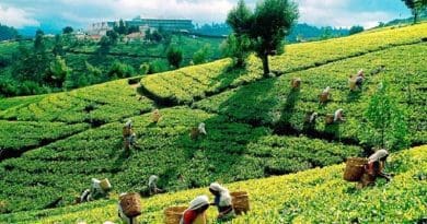 Tea plantation in Sri Lanka. Photo Credit: Sri Lanka government