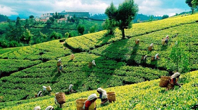 Tea plantation in Sri Lanka. Photo Credit: Sri Lanka government