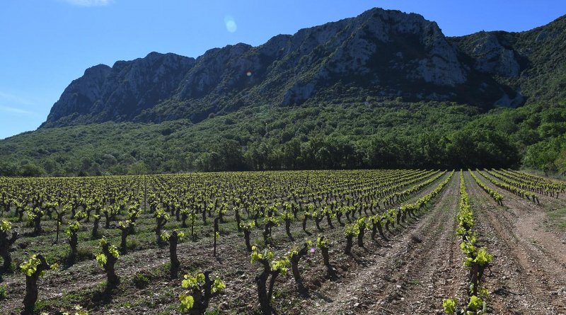 A vineyard by Pic Saint Loup Mountain in southern France. Credit S. Ivorra CNRS/ISEM