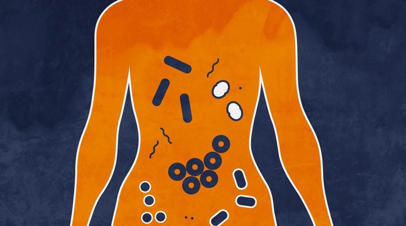 The microbiome is the collection of microorganisms that live in and on us. New research from the University of Virginia School of Medicine suggests an unhealthy microbiome can promote the spread of breast cancer. Credit Alexandra Angelich | UVA